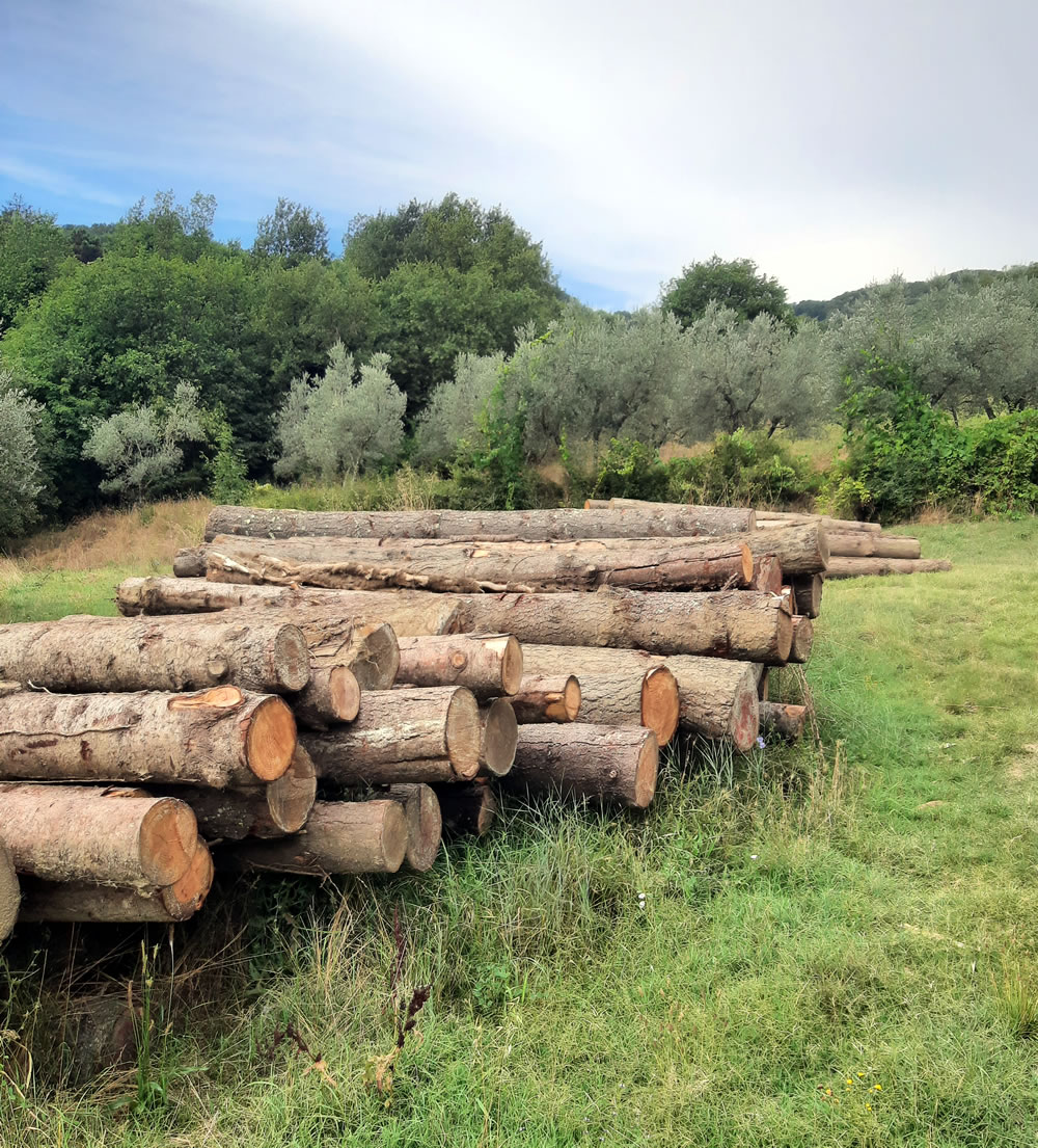 Firewood and Timber - Agripoderaccio
