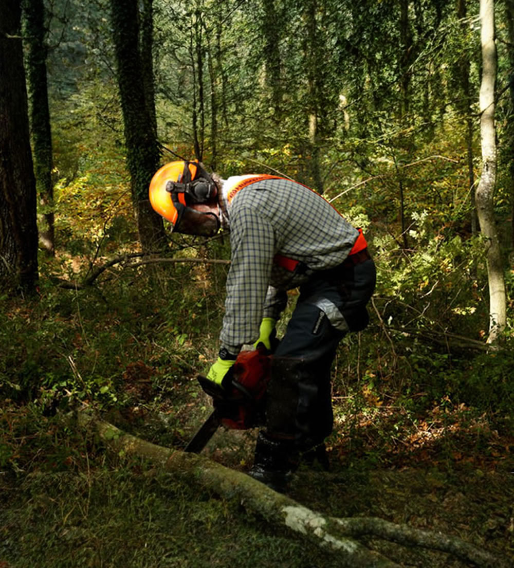 Firewood and Timber - Agripoderaccio