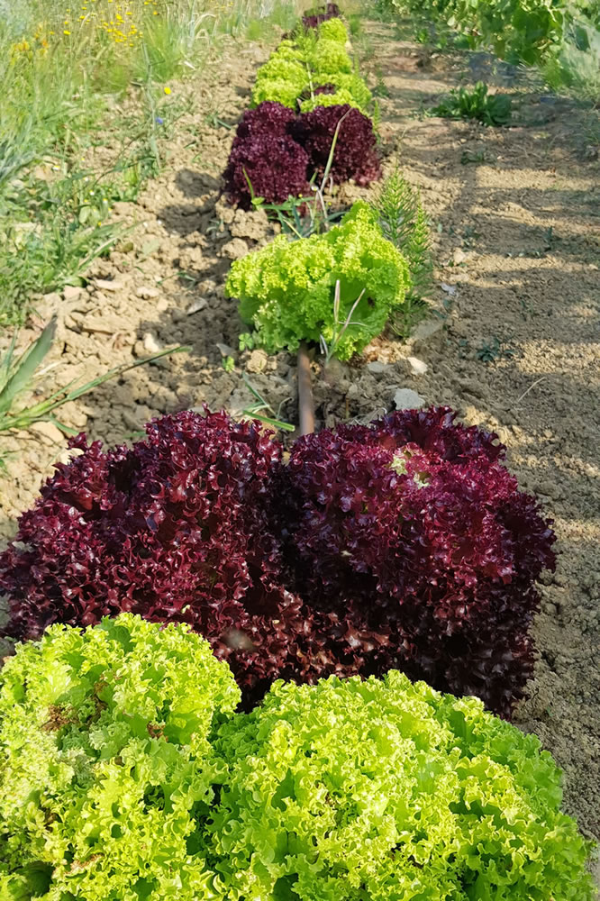 Organic Vegetables - Agripoderaccio