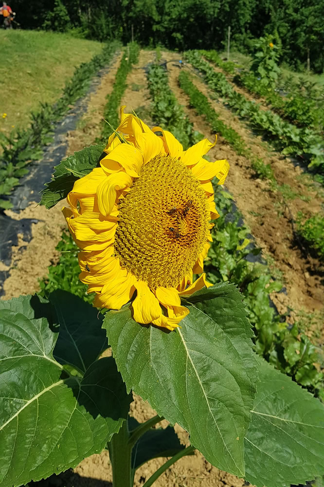 Organic Vegetables - Agripoderaccio